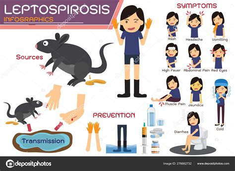 Infográficos De Leptospirose Leptospirose Sobre Sintomas E Pré Stock