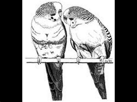 Check spelling or type a new query. How to Draw a Parakeet - YouTube