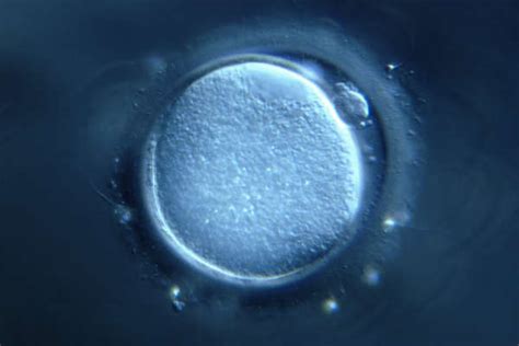 Ovary Stem Cells Can Produce New Human Eggs Scientists Say