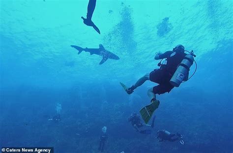 shocking moment shark attacks diver and sinks its jaws into the man s leg in the red sea daily