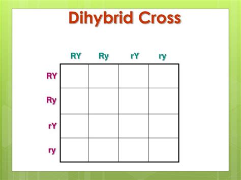 Genotypes ratio and probability for trihybrid cross. PPT - Dihybrid Punnett Squares PowerPoint Presentation - ID:3219591