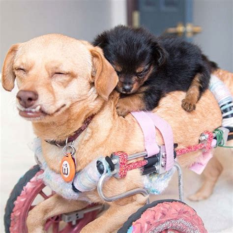 4 Disabled Dogs With 4 Different Circumstances But They Still Love And