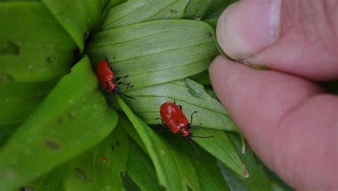 Controlling Lily Leaf Beetles Lilioceris Lilii Gardeners Supply