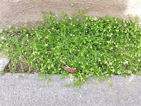 Pearlwort Sagina Procumbens Weed Identification Lawn Addicts