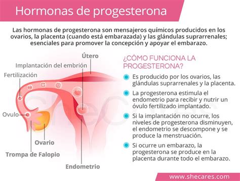 Hormonas de progesterona informacióninteresante