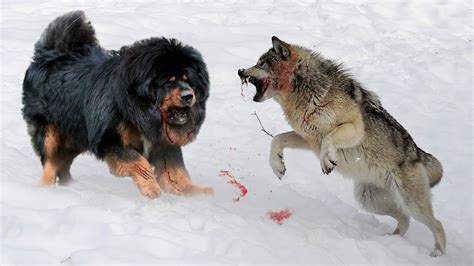 الكلب الذئب المجنون يواجة كلب الماستيف التبتي اقوي الكلاب في العالم youtube