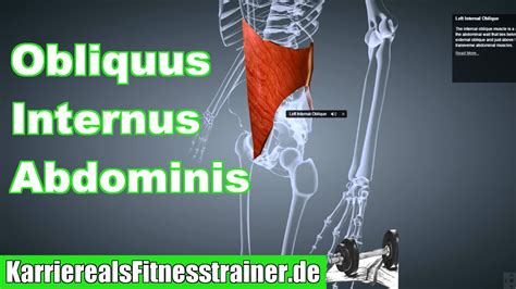 M Obliquus Internus Abdominis Innerer Bauchmuskel Ansatz Ursprung