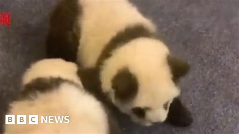 Chinese Panda Pet Cafe Raises Eyebrows