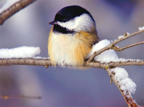 41 Free Winter Birds Desktop Wallpaper Wallpapersafari