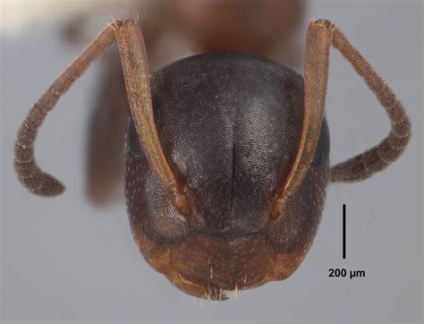 Colobopsis mississippiensis (Smith)