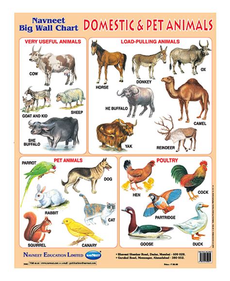 Buy Navneet Domestic And Pet Animals Big Wall Chart For Online In India