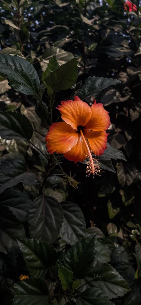 Hibiscus Flower Wallpapers For Mobile Best Flower Site