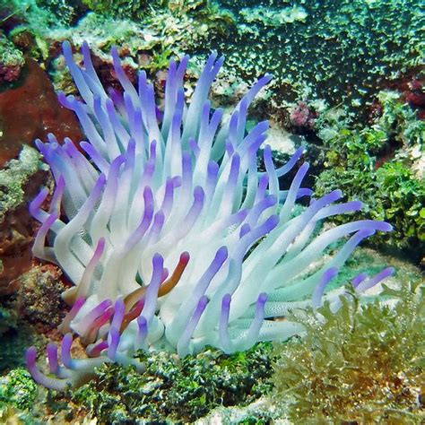 Anemones Coral Reefs And Colombia On Pinterest