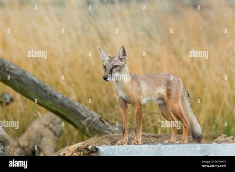 Corsac Foxvulpes Corsac Stock Photo Alamy