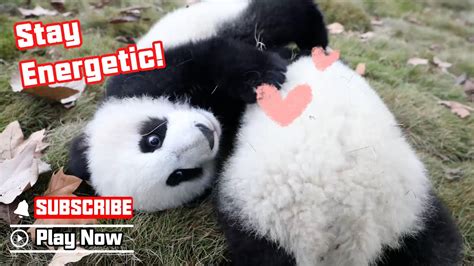 Pandas Way Of Burning Off Energy Ipanda Youtube