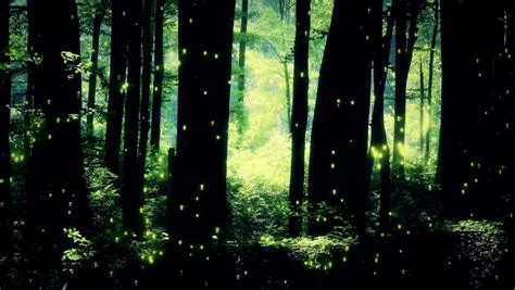 4k Fairy Tale Magic Forest Fantasy Deep Woods With Fireflies 4k 3840