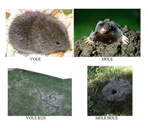 Voles And Moles Differences