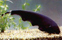 Caring for these amazing tropical fish can be tricky due to their size and feeding habits. Black ghost knife fish, Apteronotus albifrons
