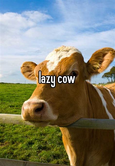 Lazy Cow