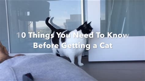 what you need to know before getting a cat title