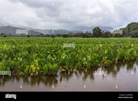 A Flooded Field Of Taro Plants Colocasia Esculenta Growing On The