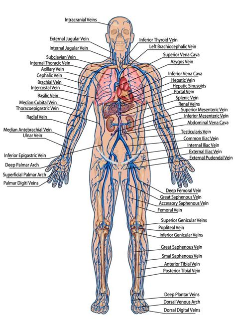 Diagram and anatomy of the heart internal anatomy of the heart heart diagram. Human Veins Diagram - Click through for the full ...