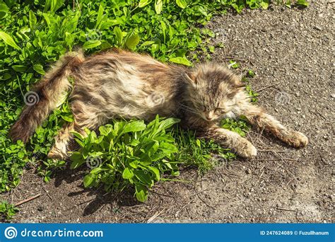 The Cat Is Lying On The Street The Pregnant Cat Poses For The