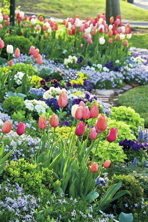All spring blooming bulbs need a certain amount of cold to form flower buds, but this is especially important to tulips. Spring Tulips Photograph by Garden Gate magazine