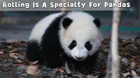 Rolling Is A Specialty For Pandas Ipanda Youtube