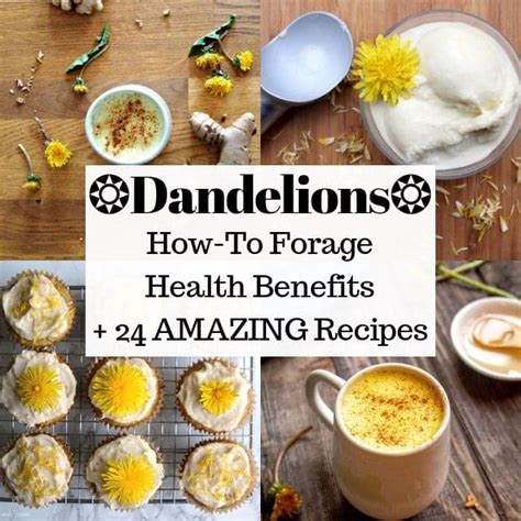 24 Amazing Dandelion Recipes Moon And Spoon And Yum