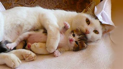 Sweet Moment Between Mom Cats And Her Newborn Kitten Funny Pets Video
