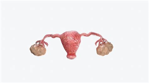 3d Model Uterus And Ovaries Vr Ar Low Poly Cgtrader