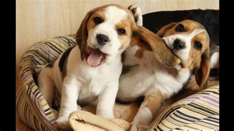 Funny And Cute Beagle Puppies Compilation 1 Cutest