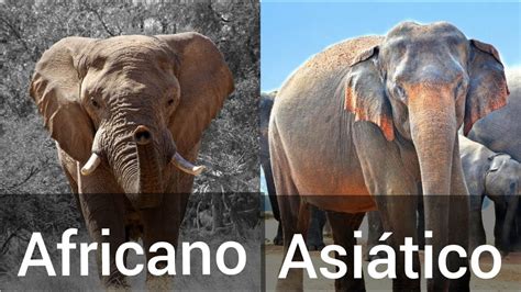 Como Distinguir Un Elefante Asiático Y Uno Africano La 6 Principales