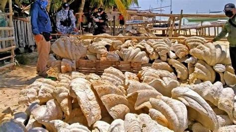 Philippines Giant Clam Shells Worth 25m Seized In Raid Bbc News