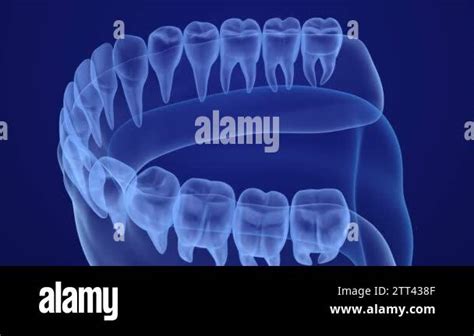 Mouth Gum And Teeth Xray View Medically Accurate Tooth 3d Animation Stock Video Footage Alamy