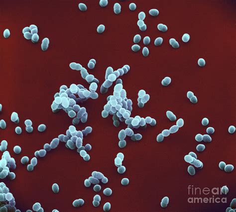 Staphylococcus Aureus Photograph By David M Phillips Pixels