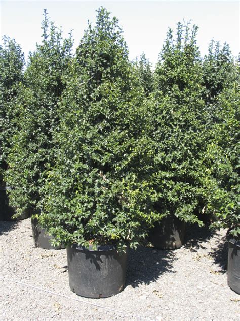 Smaller than most, about an inch to an inch and a half, with sharp needles that make this cultivar very deer resistant. Find Plants - Page 15 | Wholesale Nursery Supplies & Plant ...