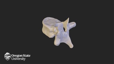 Thoracic Vertebra T8 Download Free 3d Model By Oregon State