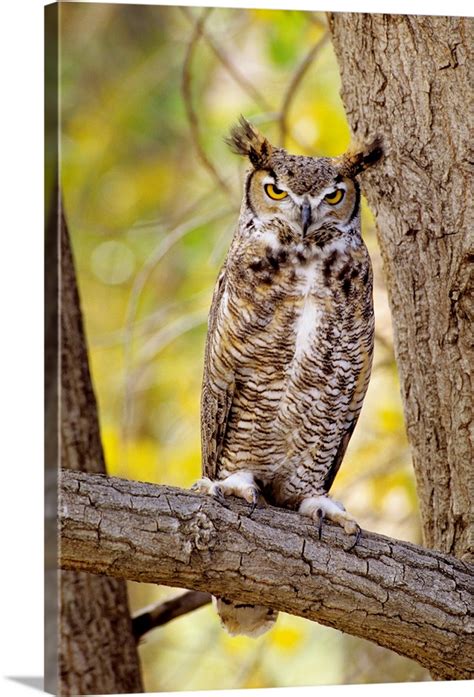 Great Horned Owl Sitting In A Cottonwood Tree Wall Art Canvas Prints