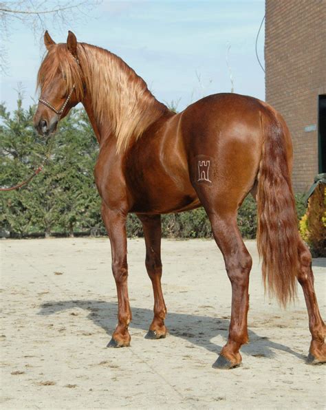 Resulton Sg Pretty Horses Horses Chesnut Horse