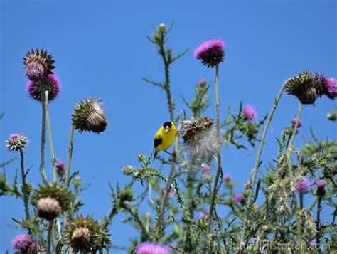 Nh Photography The Beauty Of Thistles Naturalis Historia