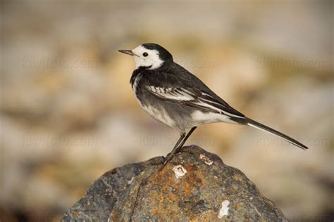 Pied Wagtail Pictures And Photos Photography Bird Wildlife