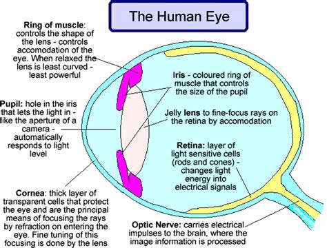 The Human Eye And Its Function Science Hub 4 Kids