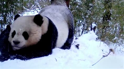 Infrared Camera Captures Images Of Wild Giant Panda Cgtn
