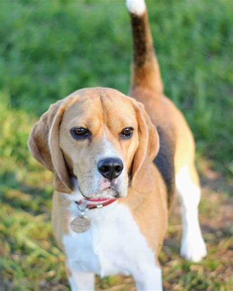Beagle Vs Golden Retriever A Side By Side Comparison Pawcited