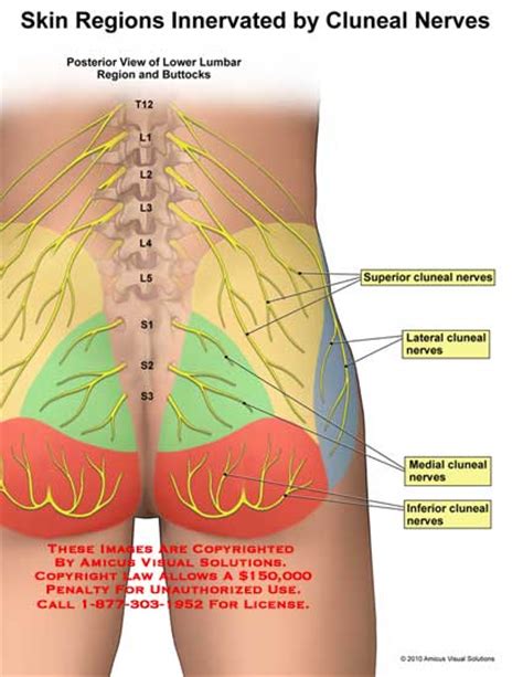 Lower Back Nerves Body Diagram Nerves Plaque Man Lower Human Body