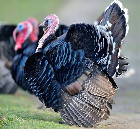 Free range heritage bronze turkey poults | norwich. Broad Breasted Bronze Turkey Poults | Cackle Hatchery ...