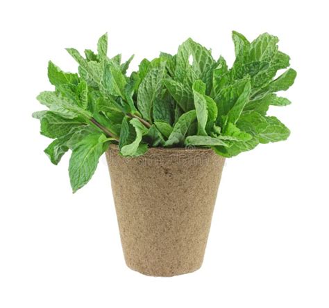 Organic Mint Herb In A Planting Pot Stock Photo Image Of Item Peat