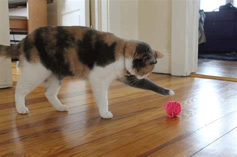 Cat Keeping Itself Entertained Whilst Its Owners Out Playing With A Ball Of Wool Gatos
